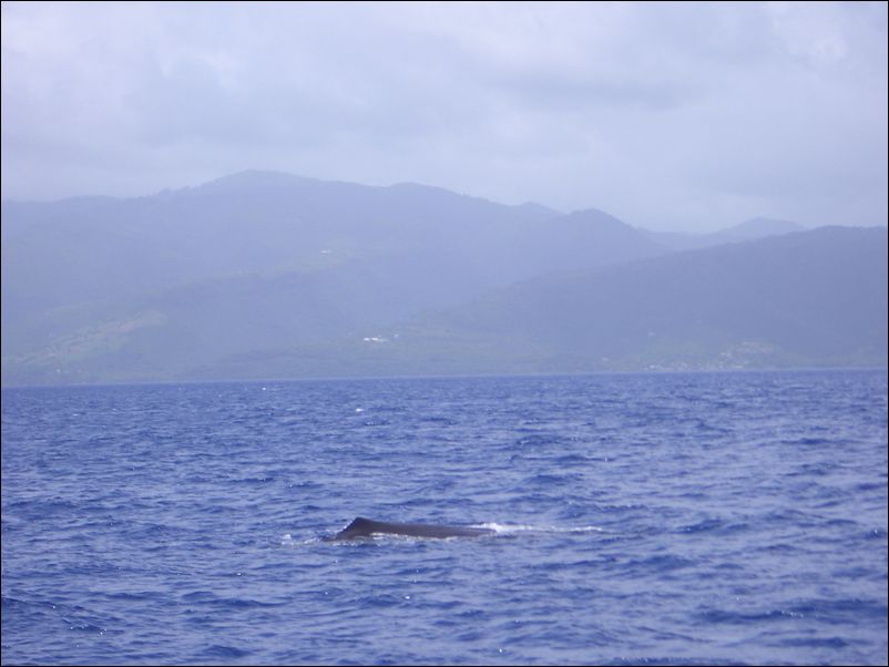 Turen ned til Trinidad