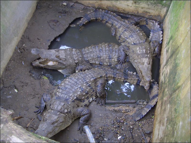 Guatemala