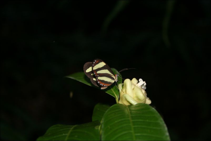 Guatemala