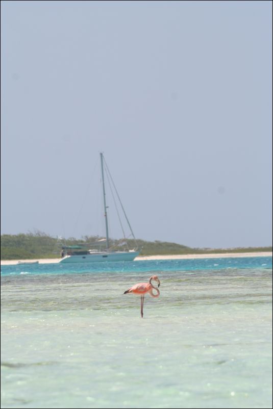 Flamingo på Los Roques
